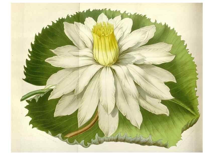 Reproducción/Reproduction 49643483206: Flore des serres et des jardins de l'Europe. A Gand :chez Louis van Houtte, eÌditeur,1845-1880.. 