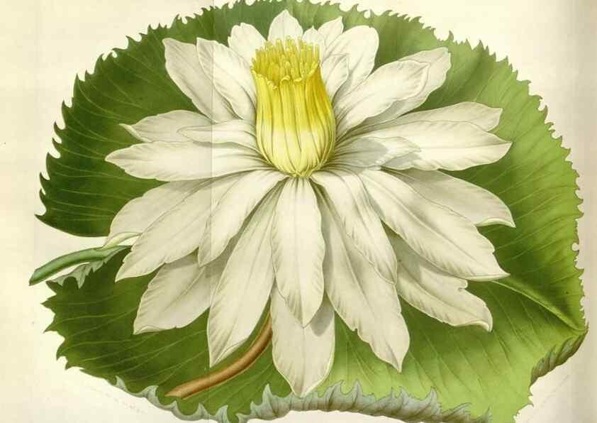 Reproducción/Reproduction 49643483206: Flore des serres et des jardins de l'Europe. A Gand :chez Louis van Houtte, eÌditeur,1845-1880.. 