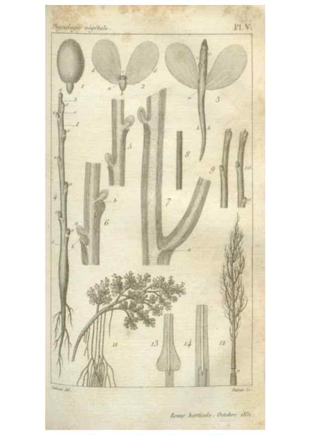 Reproducción/Reproduction 49643838997: Revue horticole.. Paris :Librairie agricole de la maison rustique,1829-1974.. 