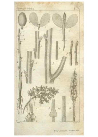 Reproducción/Reproduction 49643838997: Revue horticole.. Paris :Librairie agricole de la maison rustique,1829-1974.. 