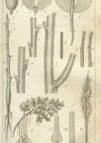 Reproducción/Reproduction 49643838997: Revue horticole.. Paris :Librairie agricole de la maison rustique,1829-1974.. 