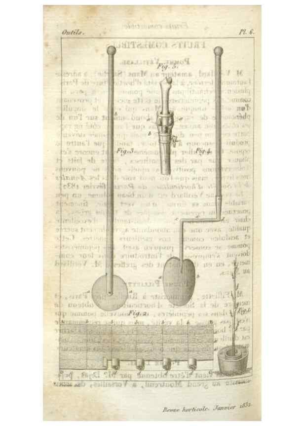Reproducción/Reproduction 49643839262: Revue horticole.. Paris :Librairie agricole de la maison rustique,1829-1974.. 