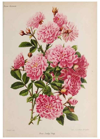 Reproducción/Reproduction 49643915222: Revue horticole.. Paris :Librairie agricole de la maison rustique,1829-1974.. 