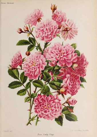 Reproducción/Reproduction 49643915222: Revue horticole.. Paris :Librairie agricole de la maison rustique,1829-1974.. 