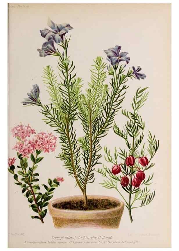 Reproducción/Reproduction 49643638781: Revue horticole.. Paris :Librairie agricole de la maison rustique,1829-1974.. 