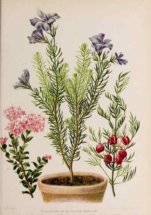 Reproducción/Reproduction 49643638781: Revue horticole.. Paris :Librairie agricole de la maison rustique,1829-1974.. 