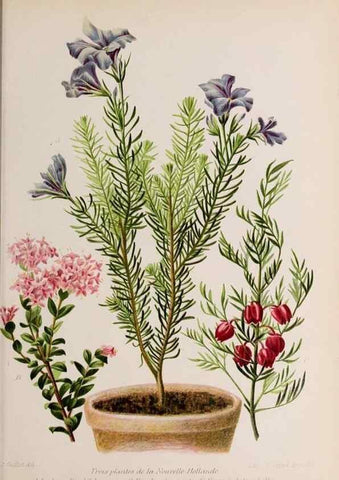 Reproducción/Reproduction 49643638781: Revue horticole.. Paris :Librairie agricole de la maison rustique,1829-1974.. 