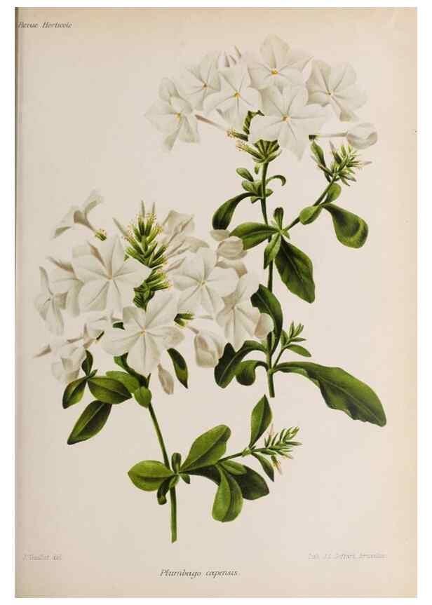 Reproducción/Reproduction 49643638931: Revue horticole.. Paris :Librairie agricole de la maison rustique,1829-1974.. 