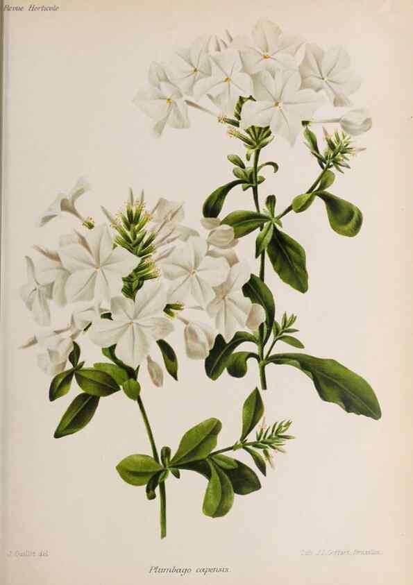 Reproducción/Reproduction 49643638931: Revue horticole.. Paris :Librairie agricole de la maison rustique,1829-1974.. 