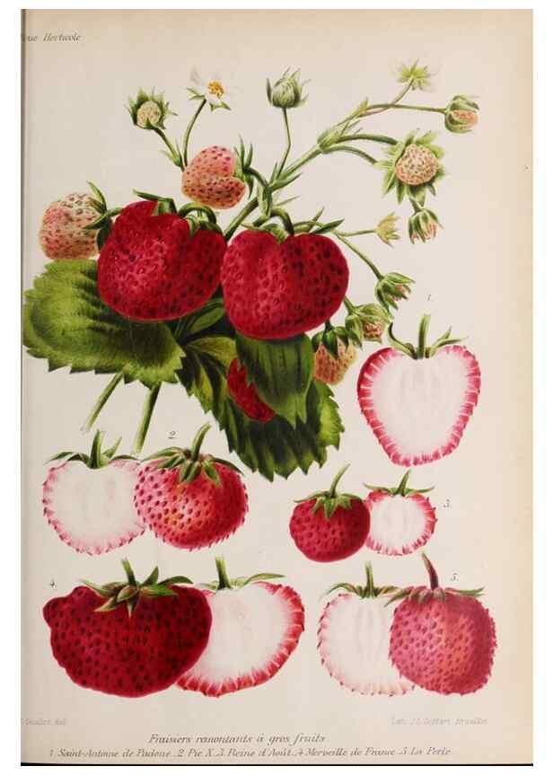 Reproducción/Reproduction 49643112273: Revue horticole.. Paris :Librairie agricole de la maison rustique,1829-1974.. 