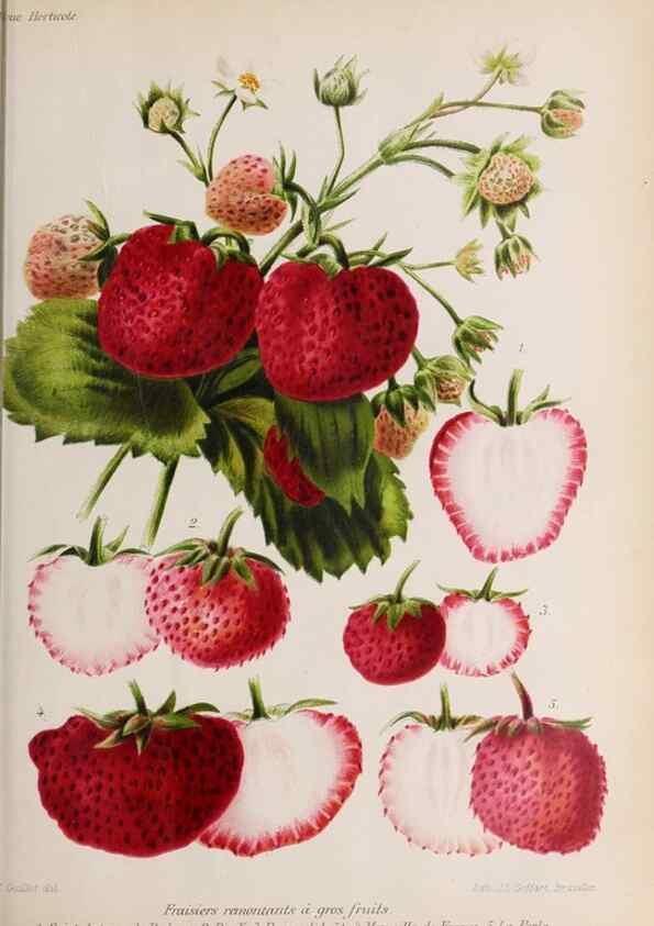 Reproducción/Reproduction 49643112273: Revue horticole.. Paris :Librairie agricole de la maison rustique,1829-1974.. 
