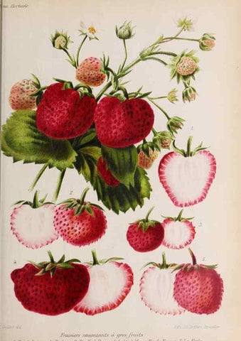 Reproducción/Reproduction 49643112273: Revue horticole.. Paris :Librairie agricole de la maison rustique,1829-1974.. 