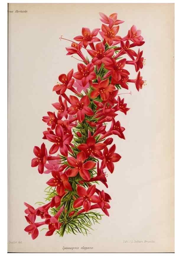 Reproducción/Reproduction 49643112433: Revue horticole.. Paris :Librairie agricole de la maison rustique,1829-1974.. 