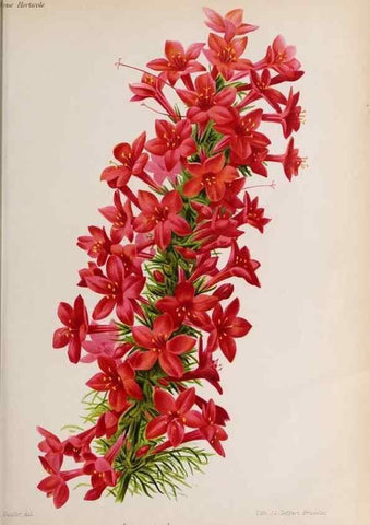 Reproducción/Reproduction 49643112433: Revue horticole.. Paris :Librairie agricole de la maison rustique,1829-1974.. 