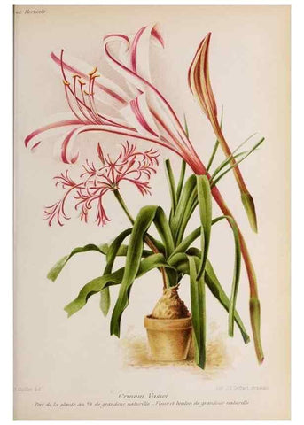 Reproducción/Reproduction 49643916192: Revue horticole.. Paris :Librairie agricole de la maison rustique,1829-1974.. 