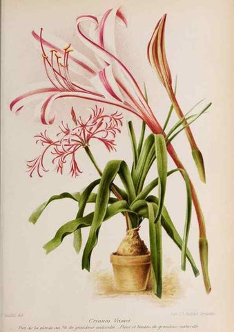 Reproducción/Reproduction 49643916192: Revue horticole.. Paris :Librairie agricole de la maison rustique,1829-1974.. 