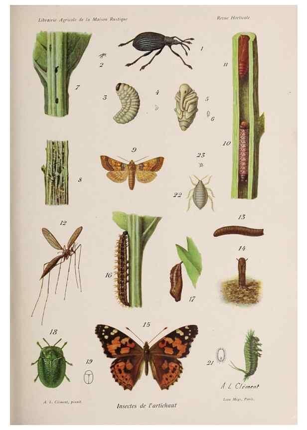 Reproducción/Reproduction 49643916432: Revue horticole.. Paris :Librairie agricole de la maison rustique,1829-1974.. 
