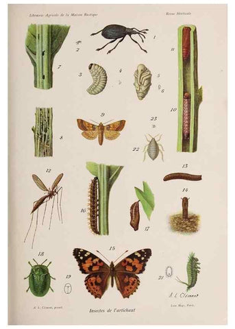 Reproducción/Reproduction 49643916432: Revue horticole.. Paris :Librairie agricole de la maison rustique,1829-1974.. 