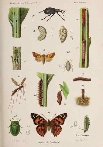 Reproducción/Reproduction 49643916432: Revue horticole.. Paris :Librairie agricole de la maison rustique,1829-1974.. 