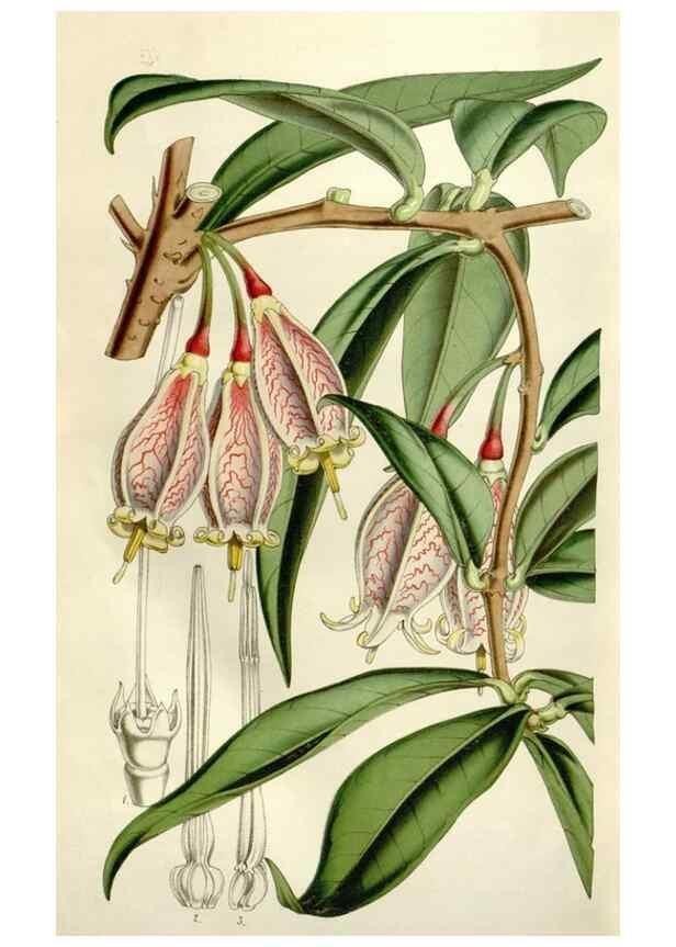 Reproducción/Reproduction 49643763702: Flore des serres et des jardins de l'Europe. A Gand :chez Louis van Houtte, eÌditeur,1845-1880.. 