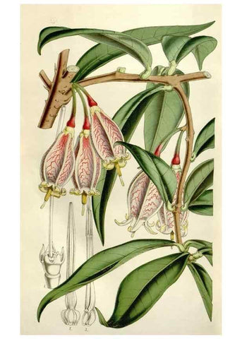 Reproducción/Reproduction 49643763702: Flore des serres et des jardins de l'Europe. A Gand :chez Louis van Houtte, eÌditeur,1845-1880.. 