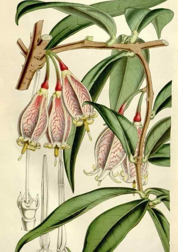 Reproducción/Reproduction 49643763702: Flore des serres et des jardins de l'Europe. A Gand :chez Louis van Houtte, eÌditeur,1845-1880.. 