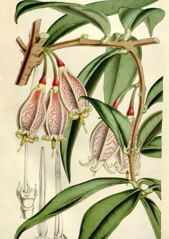 Reproducción/Reproduction 49643763702: Flore des serres et des jardins de l'Europe. A Gand :chez Louis van Houtte, eÌditeur,1845-1880.. 