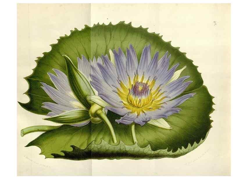 Reproducción/Reproduction 49643487421: Flore des serres et des jardins de l'Europe. A Gand :chez Louis van Houtte, eÌditeur,1845-1880.. 