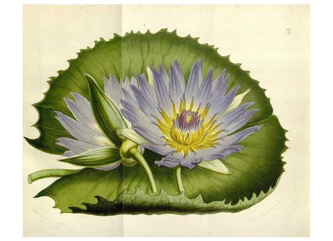 Reproducción/Reproduction 49643487421: Flore des serres et des jardins de l'Europe. A Gand :chez Louis van Houtte, eÌditeur,1845-1880.. 
