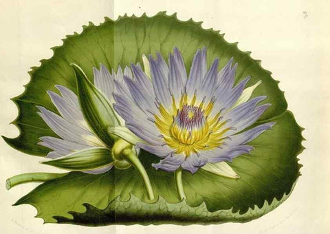Reproducción/Reproduction 49643487421: Flore des serres et des jardins de l'Europe. A Gand :chez Louis van Houtte, eÌditeur,1845-1880.. 