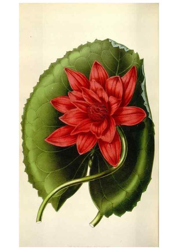 Reproducción/Reproduction 49643759732: Flore des serres et des jardins de l'Europe. A Gand :chez Louis van Houtte, eÌditeur,1845-1880.. 