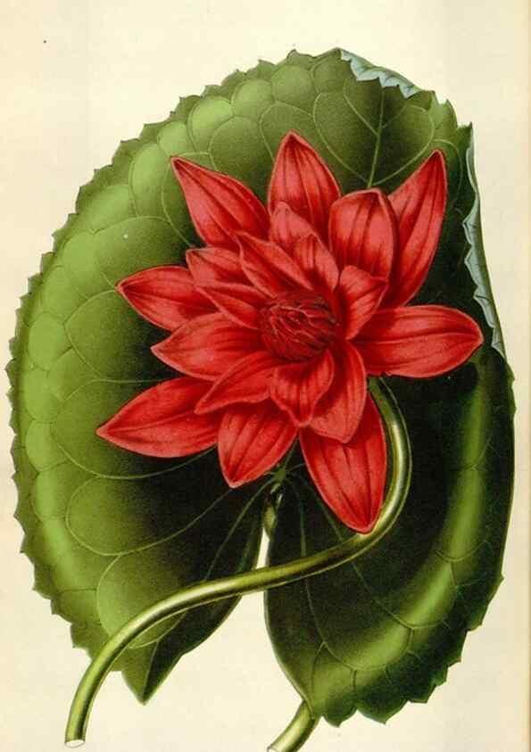 Reproducción/Reproduction 49643759732: Flore des serres et des jardins de l'Europe. A Gand :chez Louis van Houtte, eÌditeur,1845-1880.. 
