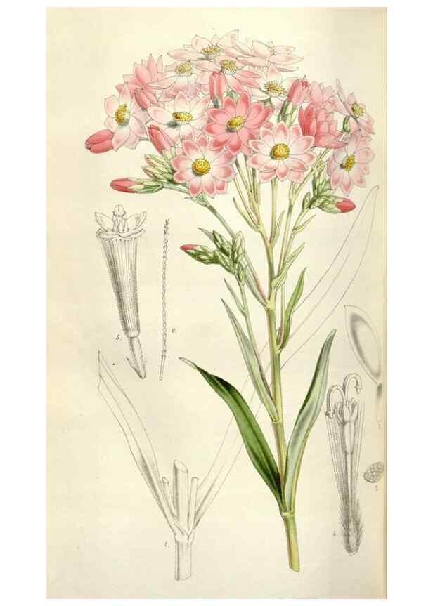 Reproducción/Reproduction 49642956493: Flore des serres et des jardins de l'Europe. A Gand :chez Louis van Houtte, eÌditeur,1845-1880.. 