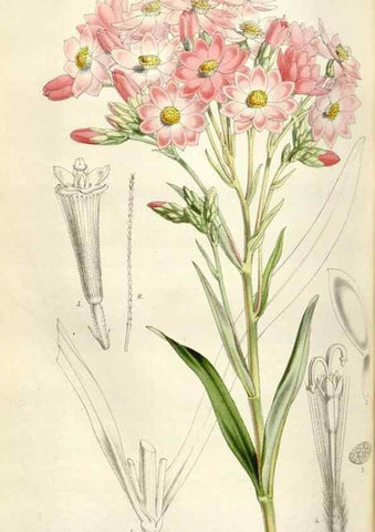 Reproducción/Reproduction 49642956493: Flore des serres et des jardins de l'Europe. A Gand :chez Louis van Houtte, eÌditeur,1845-1880.. 