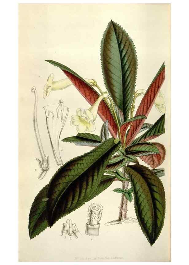 Reproducción/Reproduction 49643760172: Flore des serres et des jardins de l'Europe. A Gand :chez Louis van Houtte, eÌditeur,1845-1880.. 
