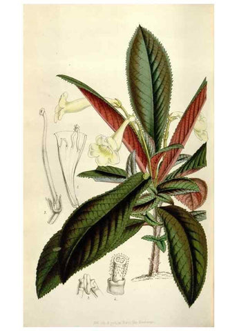 Reproducción/Reproduction 49643760172: Flore des serres et des jardins de l'Europe. A Gand :chez Louis van Houtte, eÌditeur,1845-1880.. 