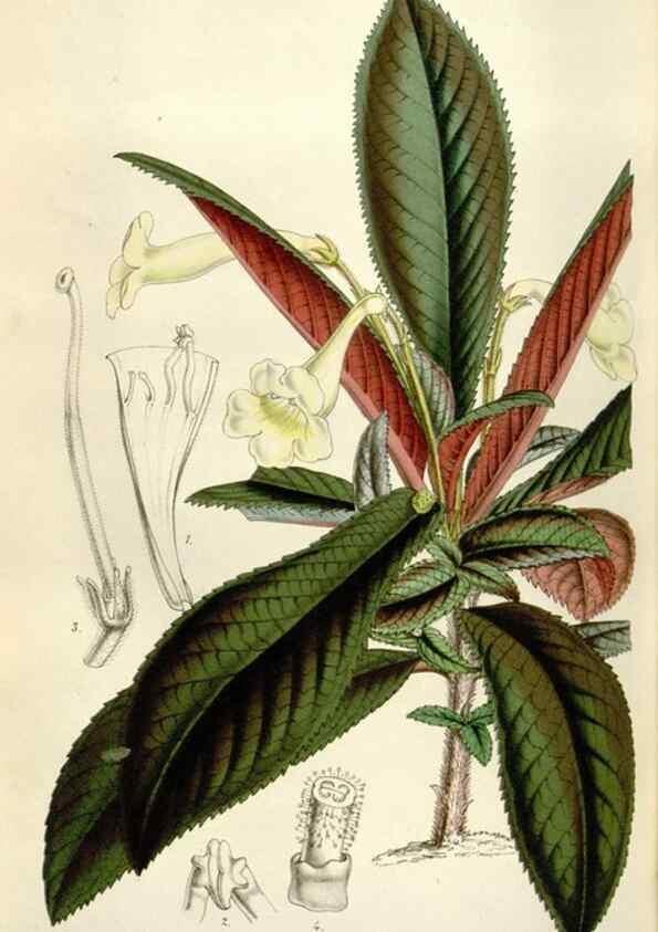 Reproducción/Reproduction 49643760172: Flore des serres et des jardins de l'Europe. A Gand :chez Louis van Houtte, eÌditeur,1845-1880.. 