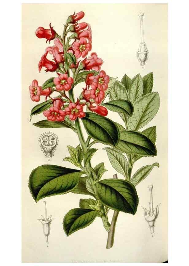 Reproducción/Reproduction 49643484331: Flore des serres et des jardins de l'Europe. A Gand :chez Louis van Houtte, eÌditeur,1845-1880.. 