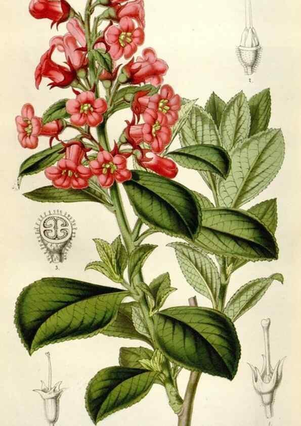 Reproducción/Reproduction 49643484331: Flore des serres et des jardins de l'Europe. A Gand :chez Louis van Houtte, eÌditeur,1845-1880.. 