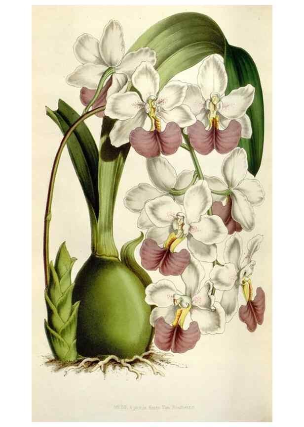 Reproducción/Reproduction 49643484541: Flore des serres et des jardins de l'Europe. A Gand :chez Louis van Houtte, eÌditeur,1845-1880.. 