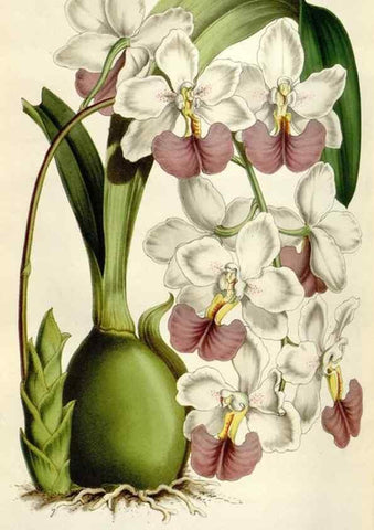 Reproducción/Reproduction 49643484541: Flore des serres et des jardins de l'Europe. A Gand :chez Louis van Houtte, eÌditeur,1845-1880.. 