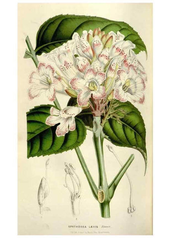 Reproducción/Reproduction 49643484771: Flore des serres et des jardins de l'Europe. A Gand :chez Louis van Houtte, eÌditeur,1845-1880.. 