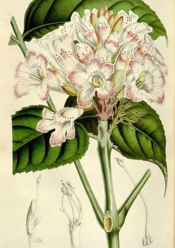 Reproducción/Reproduction 49643484771: Flore des serres et des jardins de l'Europe. A Gand :chez Louis van Houtte, eÌditeur,1845-1880.. 
