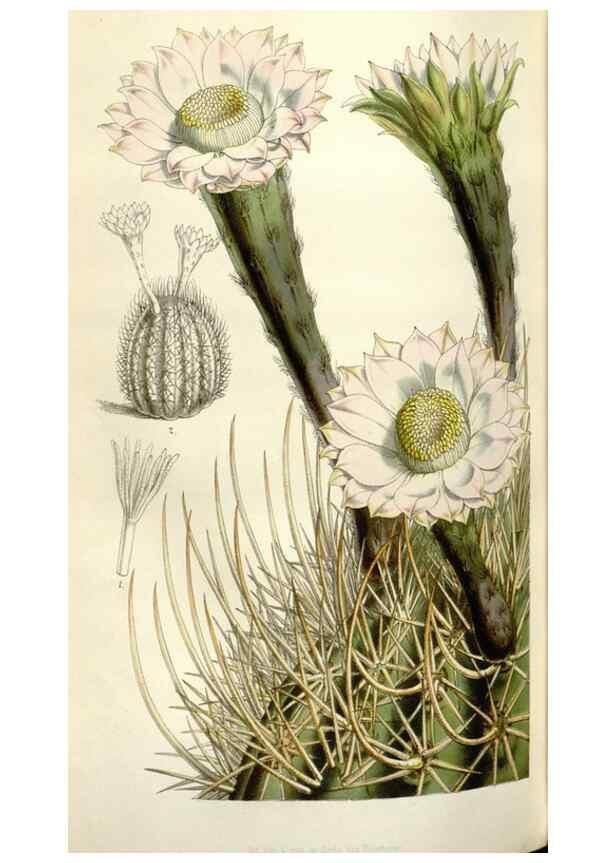 Reproducción/Reproduction 49643484991: Flore des serres et des jardins de l'Europe. A Gand :chez Louis van Houtte, eÌditeur,1845-1880.. 