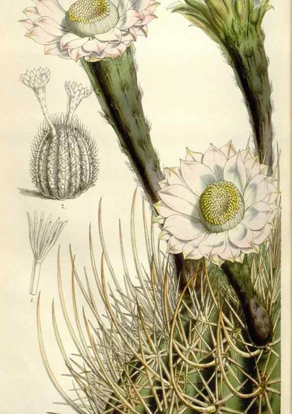Reproducción/Reproduction 49643484991: Flore des serres et des jardins de l'Europe. A Gand :chez Louis van Houtte, eÌditeur,1845-1880.. 