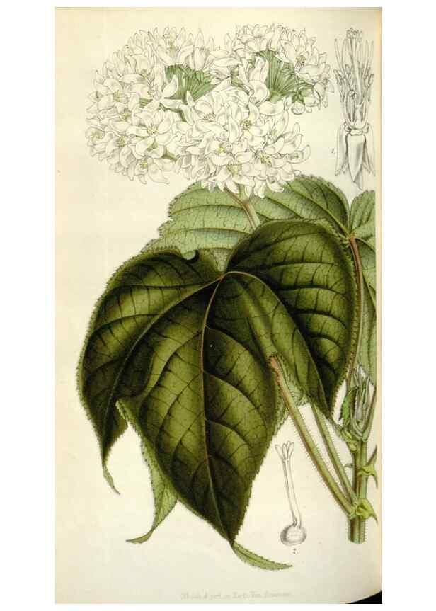 Reproducción/Reproduction 49642955758: Flore des serres et des jardins de l'Europe. A Gand :chez Louis van Houtte, eÌditeur,1845-1880.. 
