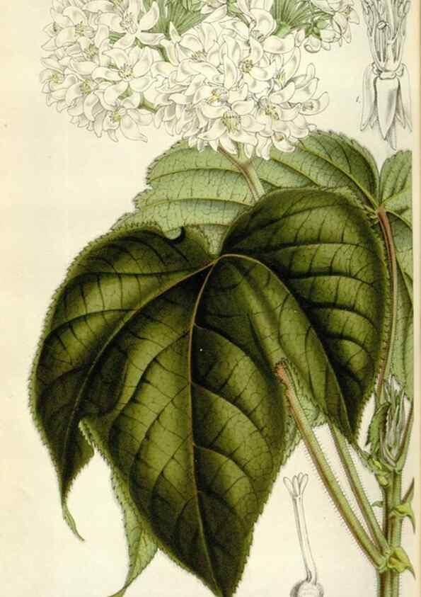 Reproducción/Reproduction 49642955758: Flore des serres et des jardins de l'Europe. A Gand :chez Louis van Houtte, eÌditeur,1845-1880.. 