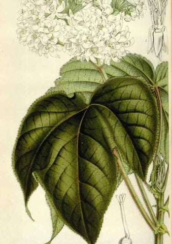 Reproducción/Reproduction 49642955758: Flore des serres et des jardins de l'Europe. A Gand :chez Louis van Houtte, eÌditeur,1845-1880.. 