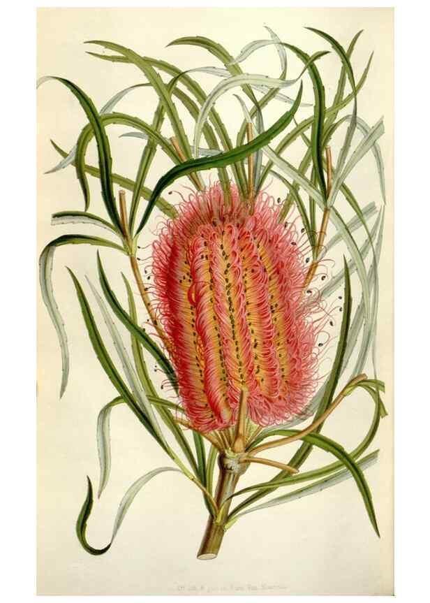 Reproducción/Reproduction 49643485221: Flore des serres et des jardins de l'Europe. A Gand :chez Louis van Houtte, eÌditeur,1845-1880.. 