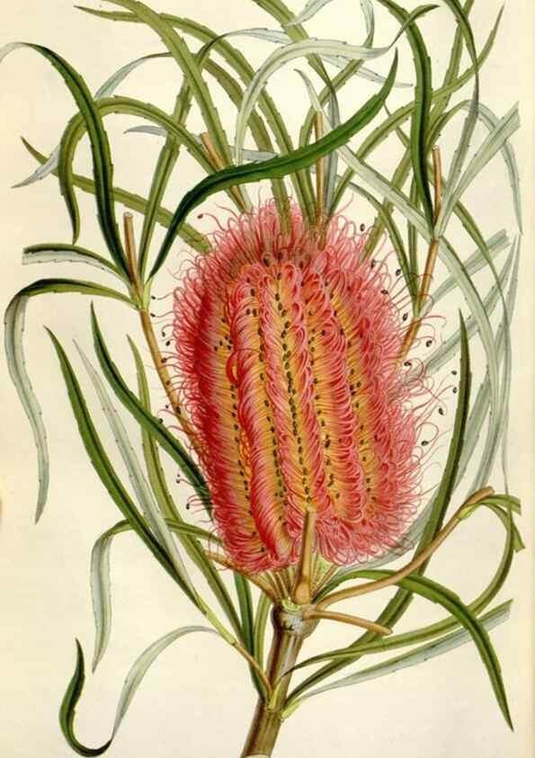 Reproducción/Reproduction 49643485221: Flore des serres et des jardins de l'Europe. A Gand :chez Louis van Houtte, eÌditeur,1845-1880.. 